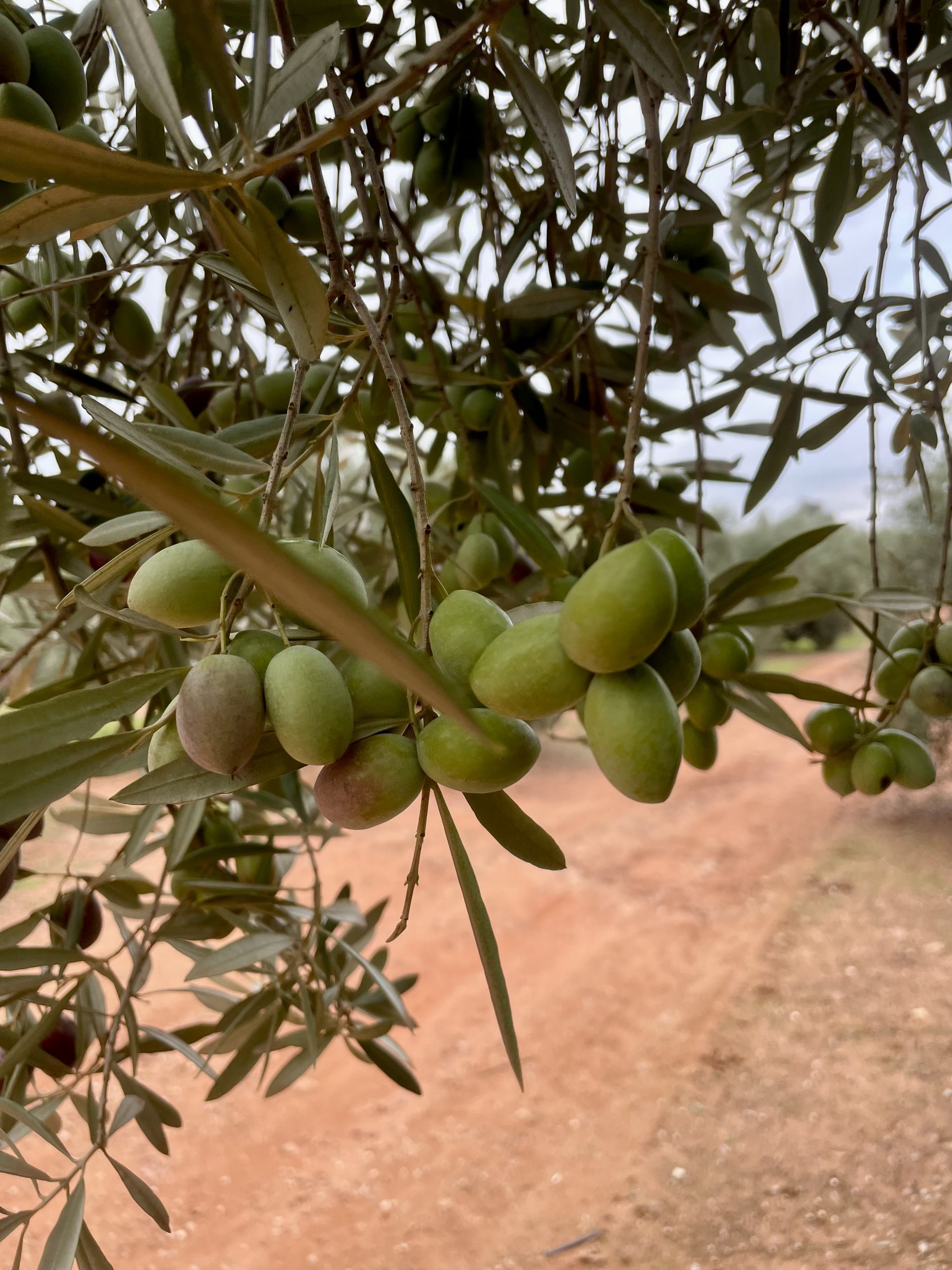 Aceite de Cosecha Temprana: El Tesoro Verde de la Oliva